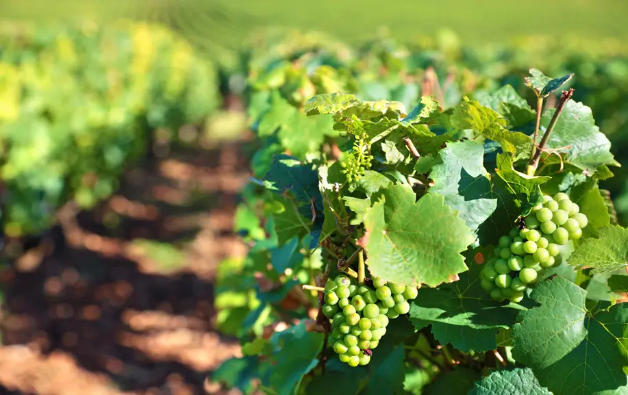 Margherì di Cantine Mastrangelo